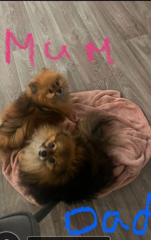 Pomeranian puppies for sale in Corsham, Wiltshire – 4 months old - Image 3 of 5