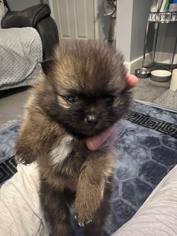 Pomeranian puppies for sale in Corsham, Wiltshire – 4 months old - Image 4 of 5