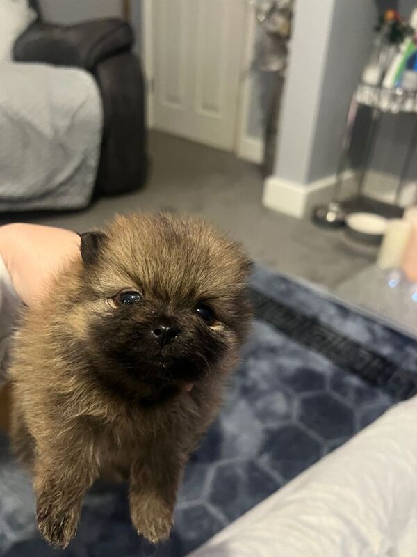 Pomeranian puppies for sale in Corsham, Wiltshire – 4 months old - Image 5 of 5
