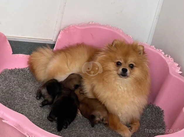 Pomeranian puppies for sale in Peterborough, Cambridgeshire – KC registered, 1 year old - Image 2 of 5