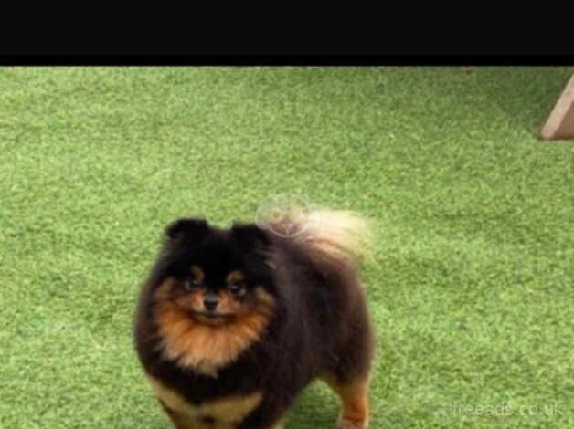Pomeranian puppies for sale in Peterborough, Cambridgeshire – KC registered, 1 year old - Image 3 of 5