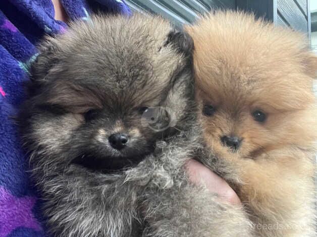 Pomeranian puppies for sale in Peterborough, Cambridgeshire – KC registered, 1 year old - Image 4 of 5