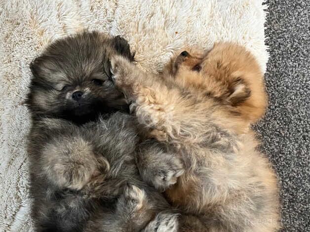 Pomeranian puppies for sale in Peterborough, Cambridgeshire – KC registered, 1 year old - Image 5 of 5