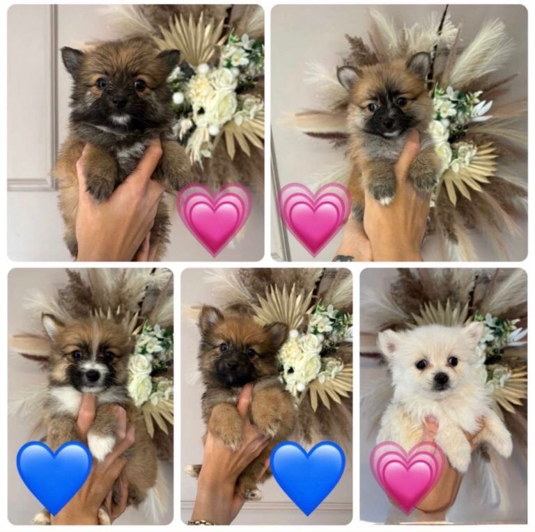 Pomeranian Puppies For Sale Under £1,000
