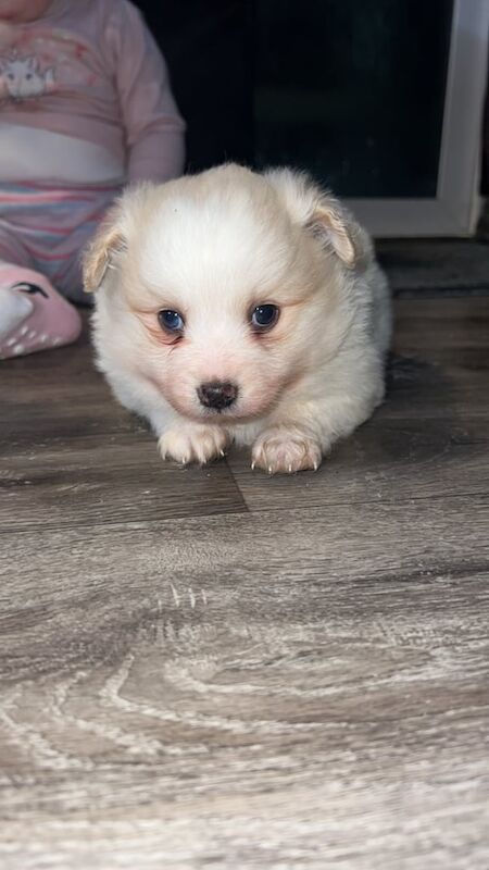 Pomeranian puppies for sale in Armagh, County Armagh – 1 year old - Image 2 of 3