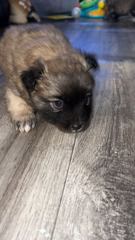 Pomeranian puppies for sale in Armagh, County Armagh – 1 year old - Image 3 of 3