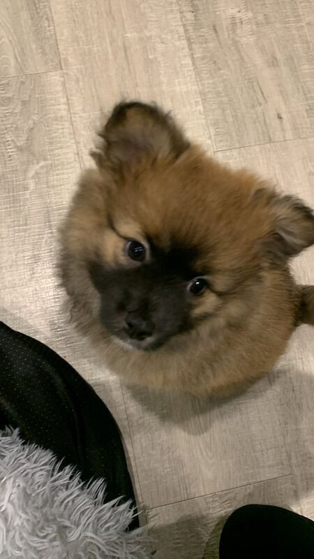 Pomeranian puppies for sale in Selsey, West Sussex – 1 year old - Image 2 of 3