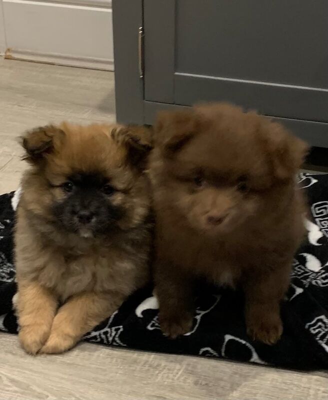 Pomeranian puppies for sale in Selsey, West Sussex – 1 year old - Image 3 of 3