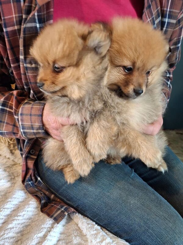 Pomeranian pups for sale in Ballymoney, County Antrim