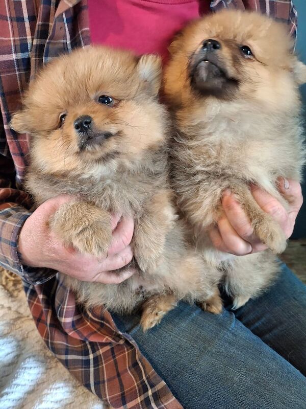 Pomeranian pups for sale in Ballymoney, County Antrim | Image 3