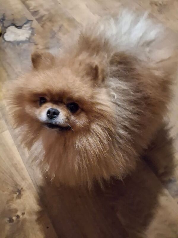 Pomeranian pups for sale in Armoy, County Antrim
