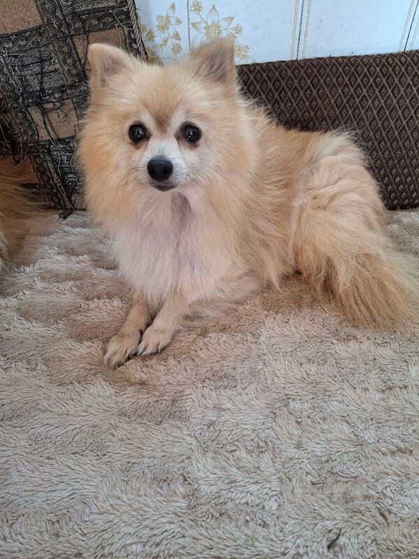 Pomeranian pups for sale in Armoy, County Antrim | Image 2