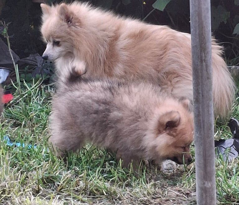 Pomeranian pups for sale in Armoy, County Antrim | Image 3