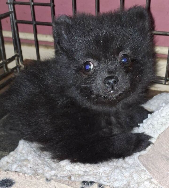 Pomeranian puppies for sale in Ballymoney, County Antrim – KC registered, 8 weeks old