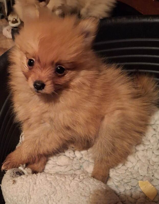 Pomeranian puppies for sale in Ballymoney, County Antrim – KC registered, 8 weeks old - Image 2 of 3
