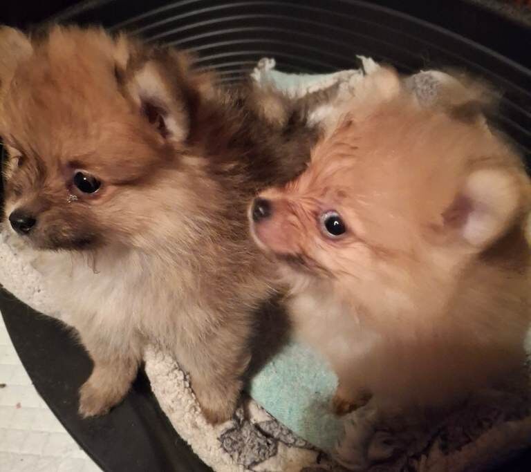 Pomeranian puppies for sale in Ballymoney, County Antrim – KC registered, 8 weeks old - Image 3 of 3
