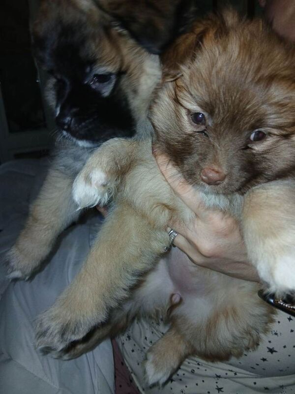 Pomeranian pups