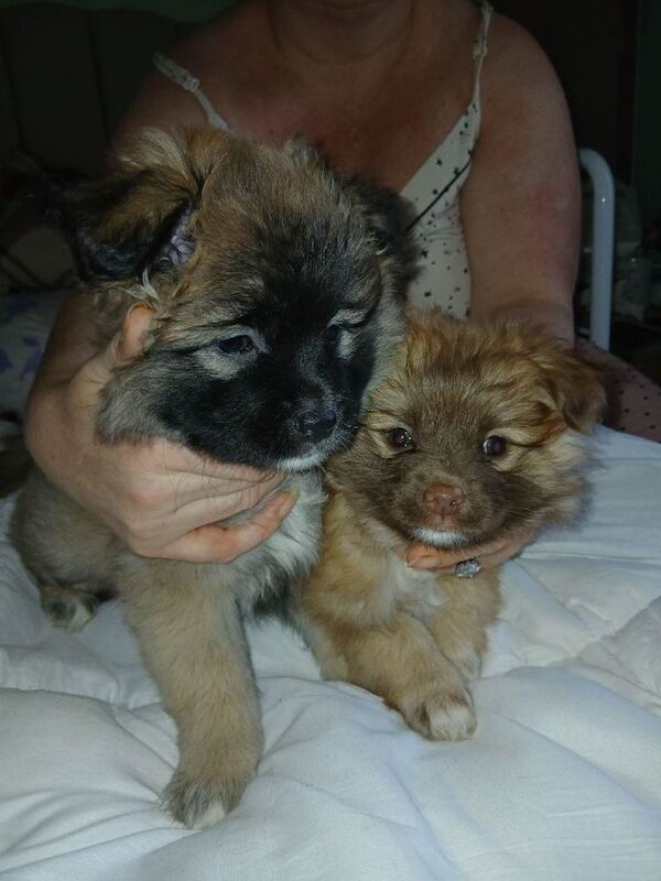 Pomeranian pups - Image 2 of 3