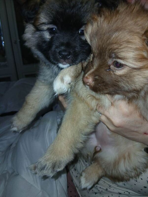 Pomeranian pups - Image 3 of 3