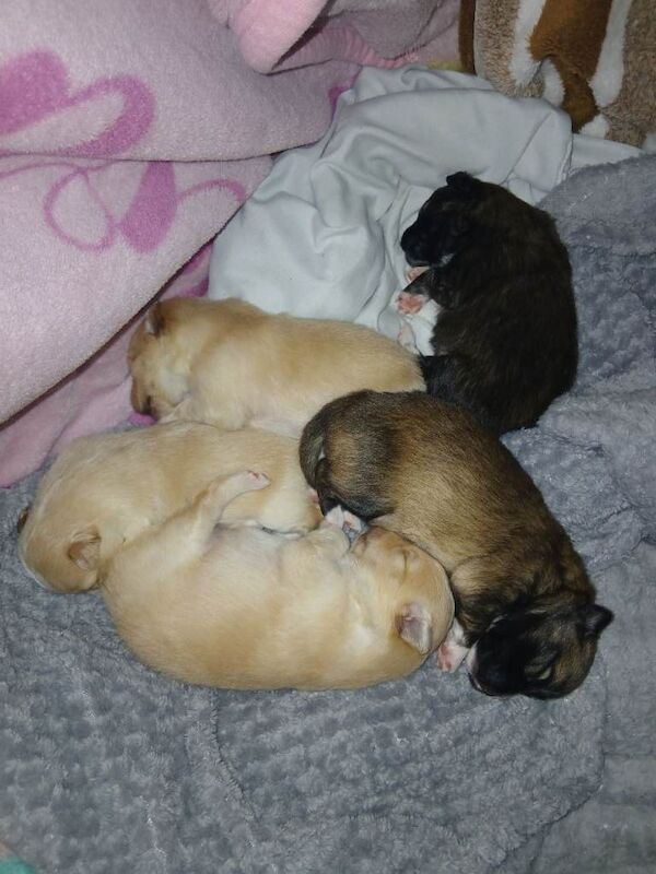 Pomeranian pups