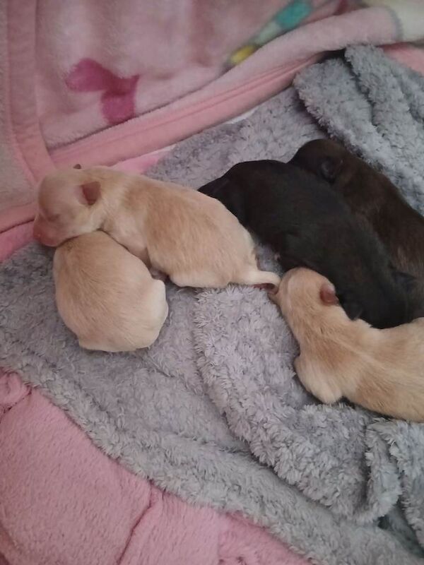 Pomeranian pups - Image 3 of 4