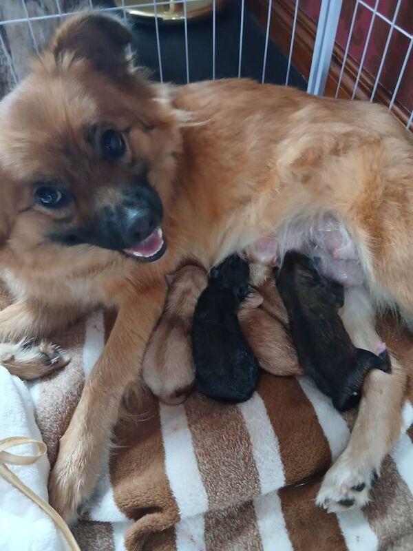 Pomeranian pups - Image 4 of 4