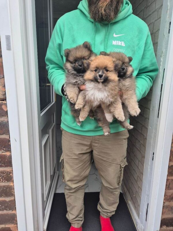 Pomeranian pups