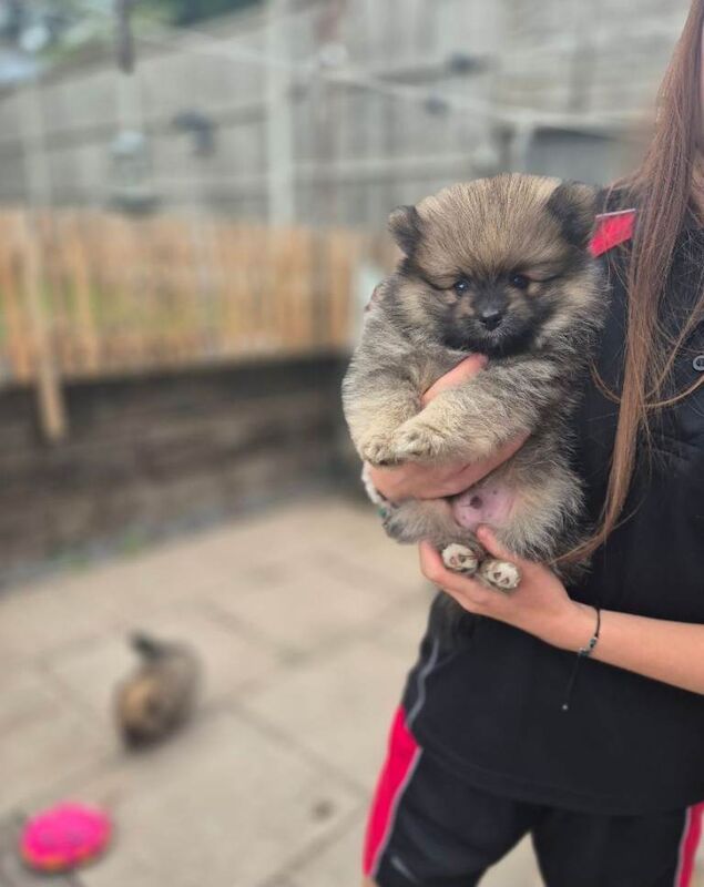Pomeranian pups - Image 2 of 5
