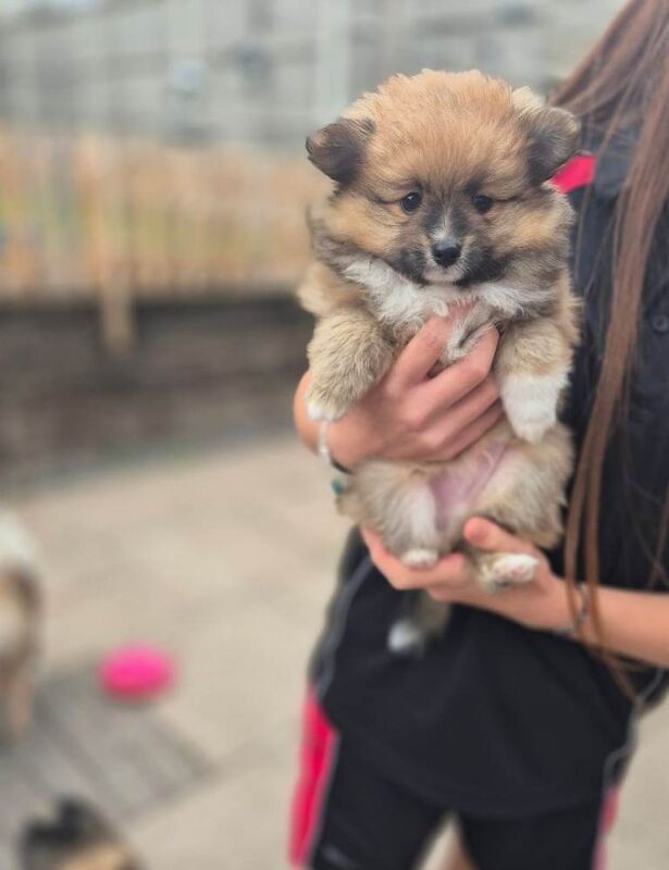 Pomeranian pups - Image 3 of 5