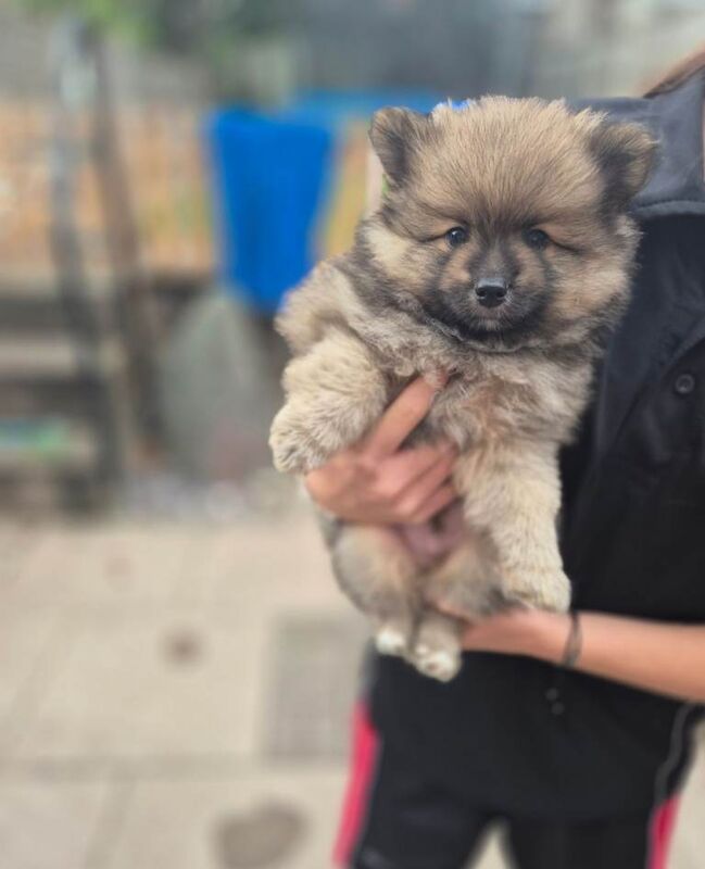 Pomeranian pups - Image 4 of 5