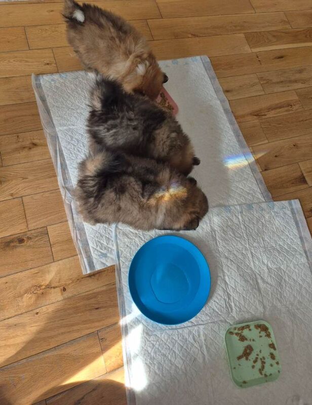 Pomeranian pups - Image 5 of 5