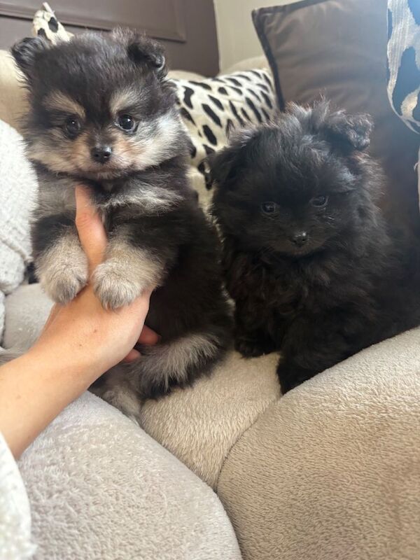 Pomeranian pups!