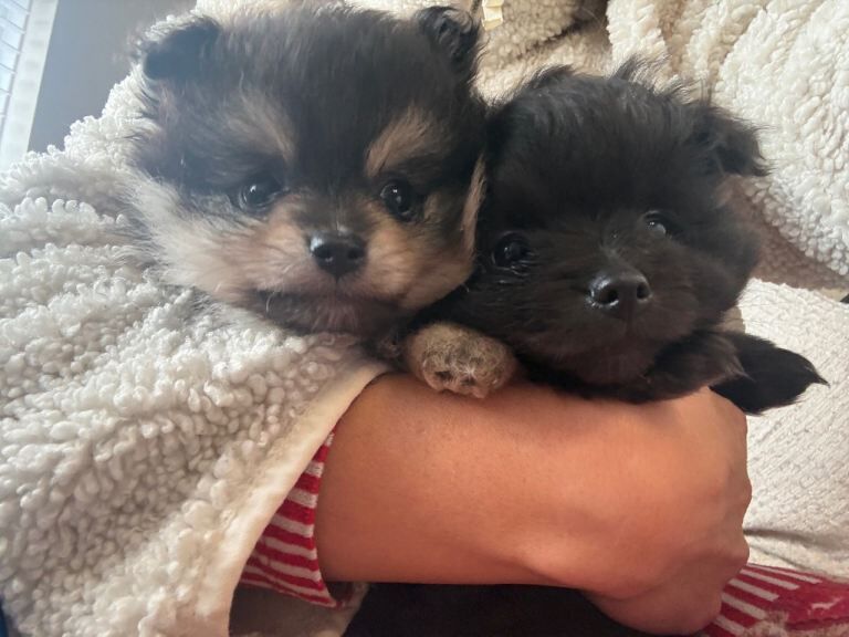 Pomeranian pups! - Image 2 of 6