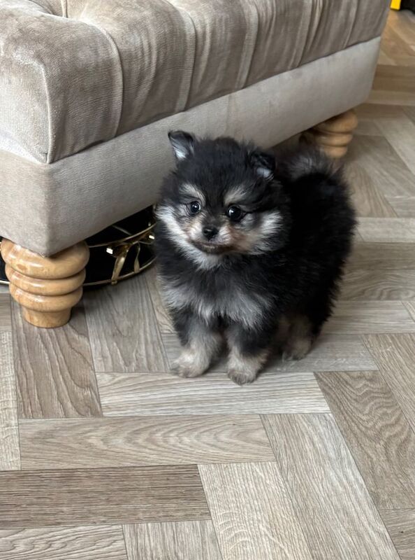 Pomeranian pups! - Image 3 of 6
