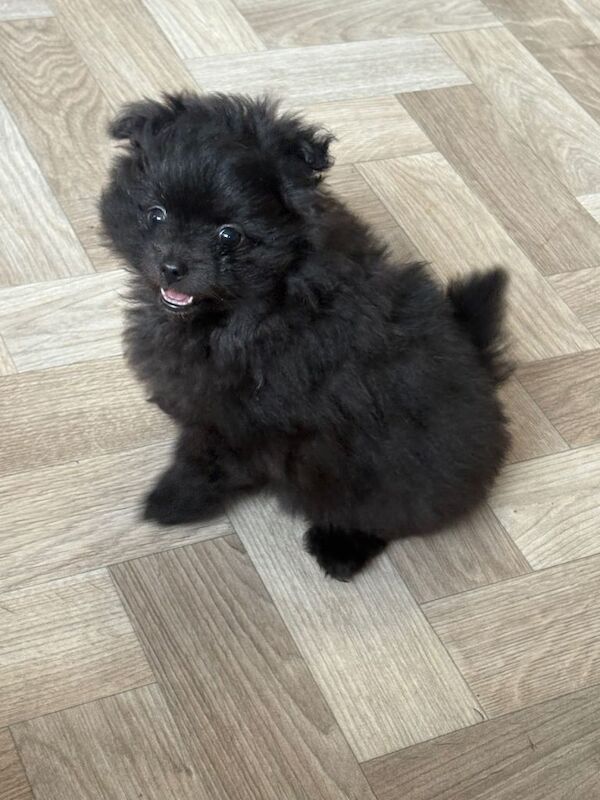 Pomeranian pups! - Image 4 of 6