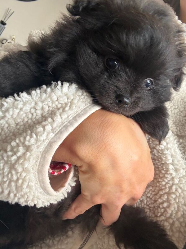 Pomeranian pups! - Image 5 of 6