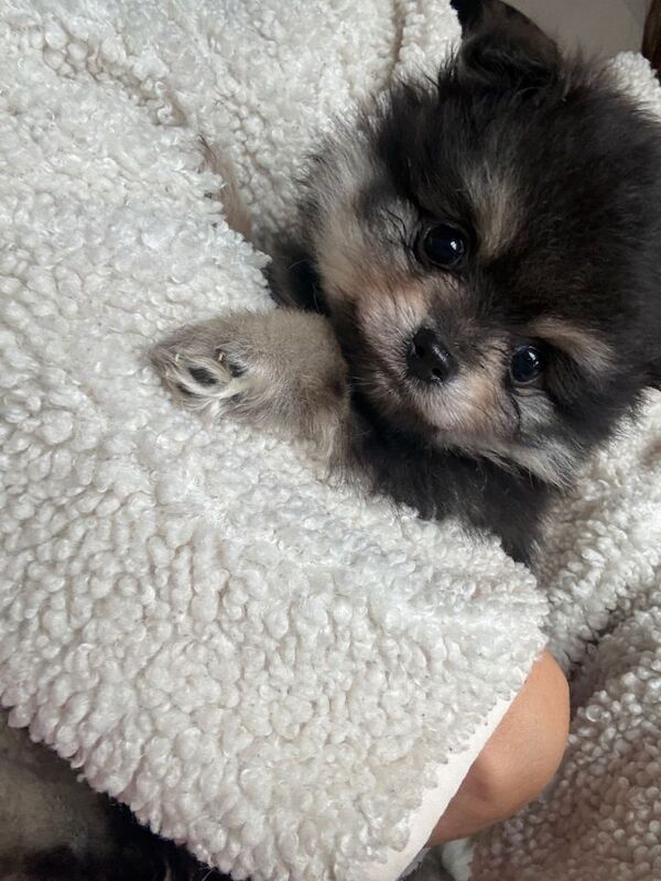 Pomeranian pups! - Image 6 of 6