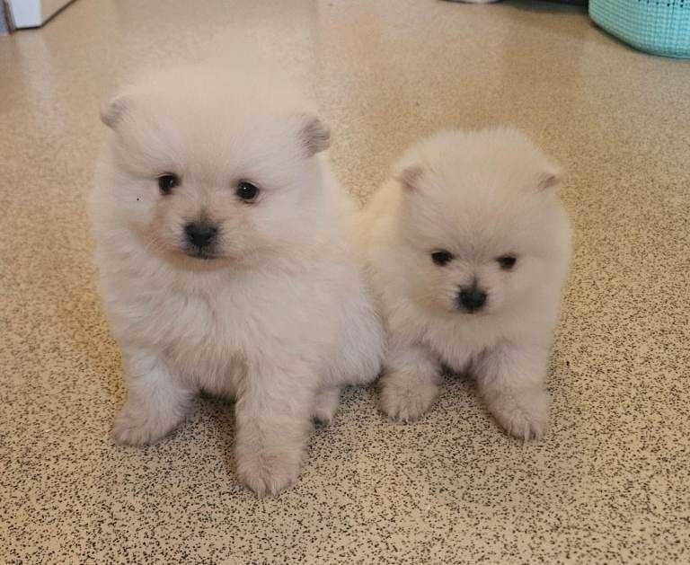 Pomeranian pups 8 weeks old