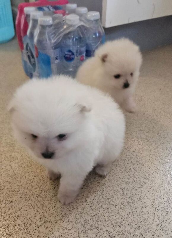 Pomeranian pups 8 weeks old - Image 2 of 6