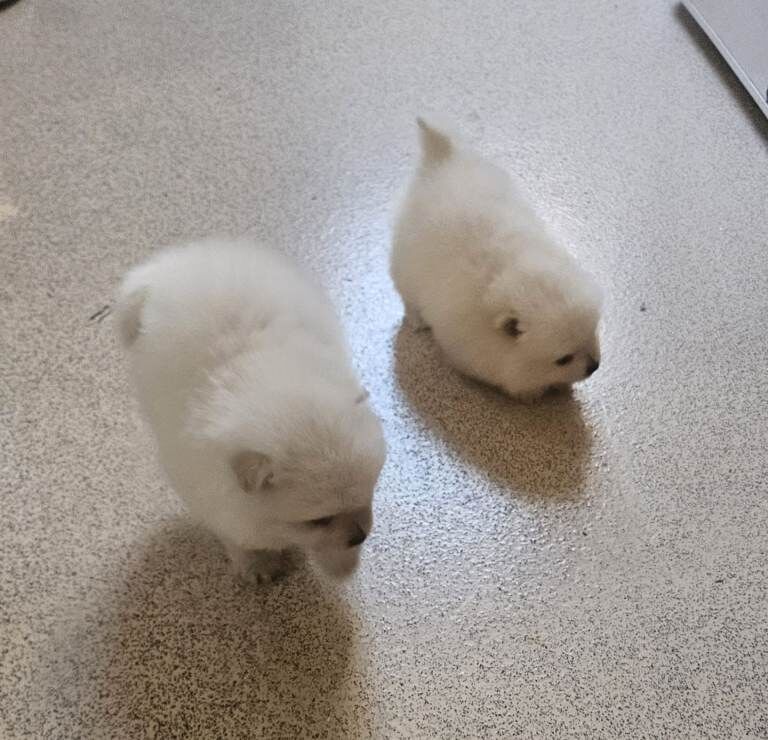 Pomeranian pups 8 weeks old - Image 3 of 6
