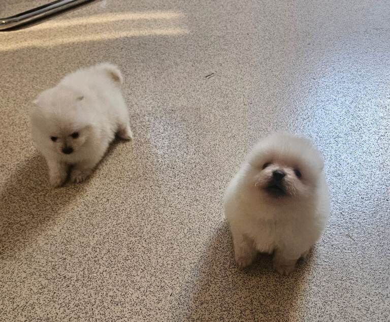 Pomeranian pups 8 weeks old - Image 4 of 6