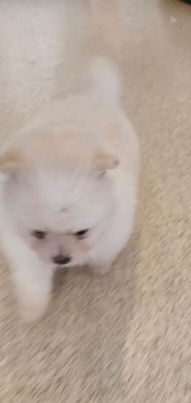 Pomeranian pups 8 weeks old - Image 5 of 6