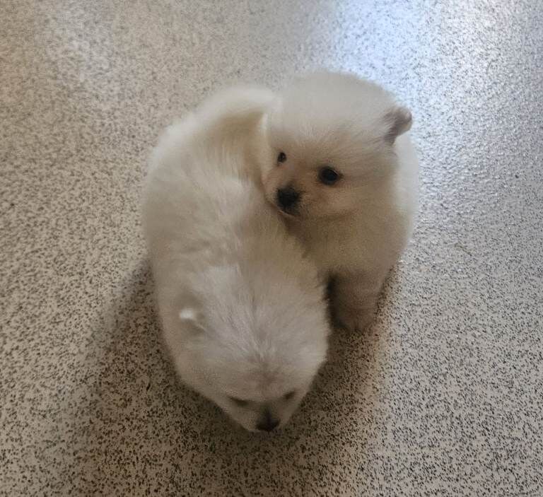 Pomeranian pups 8 weeks old - Image 6 of 6