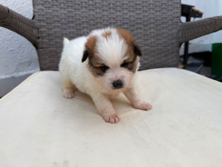 Pomeranian pups for sale