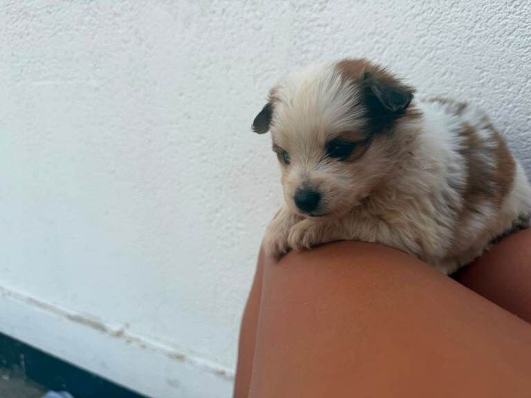 Pomeranian pups for sale - Image 2 of 4