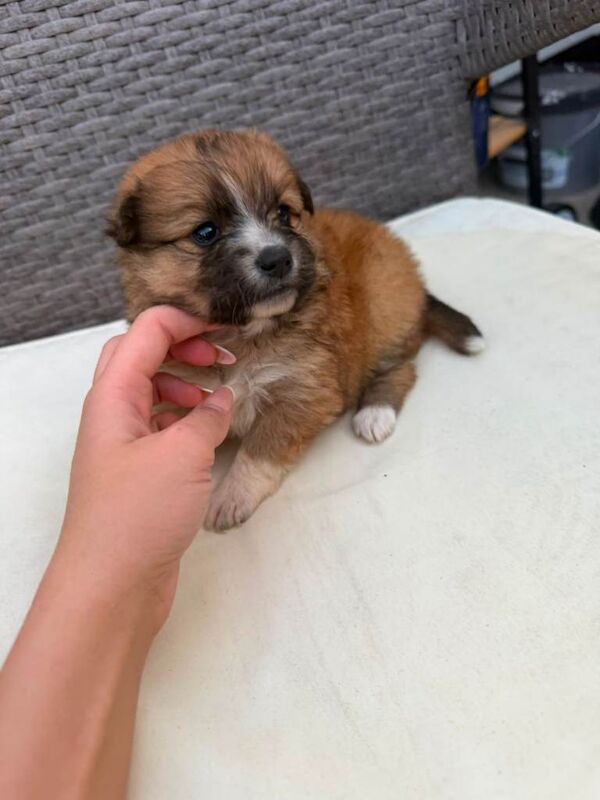 Pomeranian pups for sale - Image 3 of 4