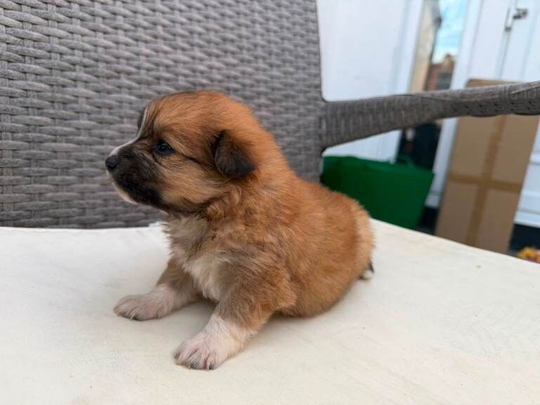 Pomeranian pups for sale - Image 4 of 4