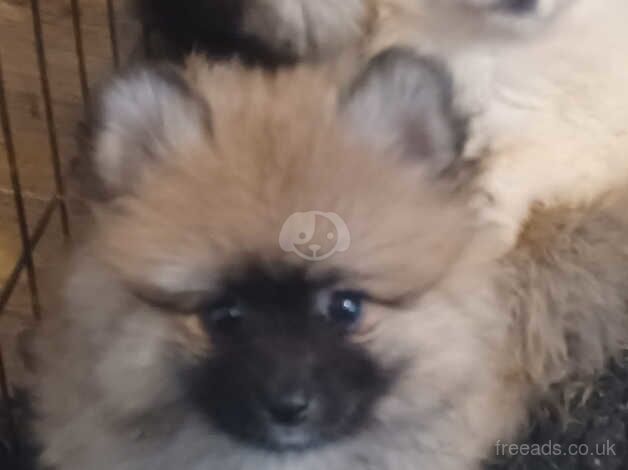Pomeranian puppies for sale in Greenwich, London – 1 year old - Image 1 of 5