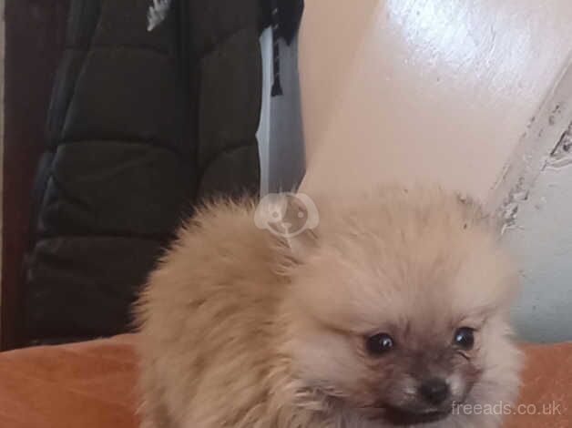 Pomeranian puppies for sale in Greenwich, London – 1 year old - Image 2 of 5