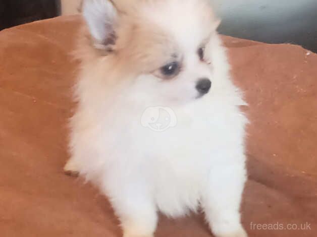 Pomeranian puppies for sale in Greenwich, London – 1 year old - Image 3 of 5